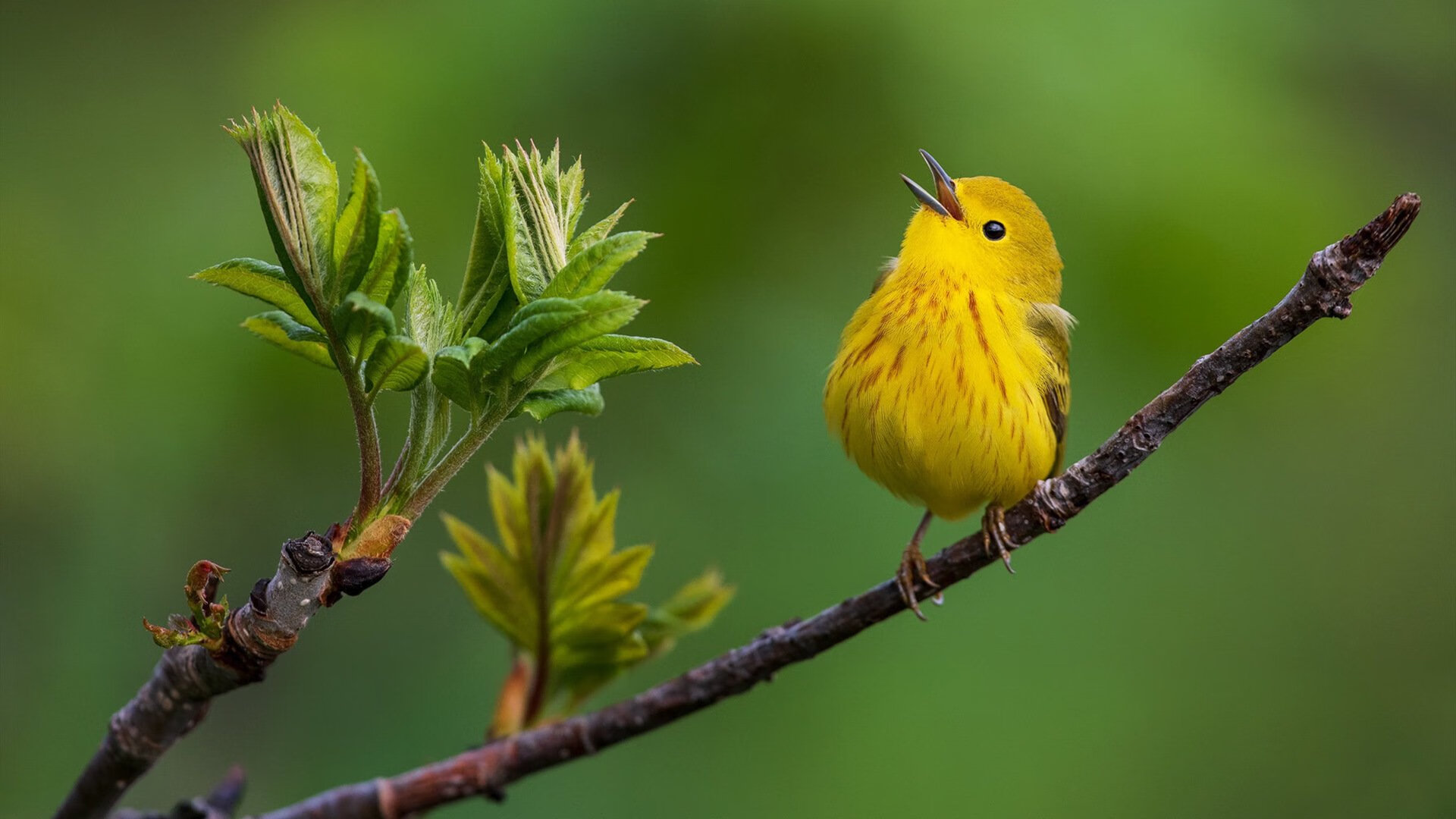 九游官网下载电脑版-_爵士队稳扎稳打，迎来宝贵战果_，爵士队的阵容
