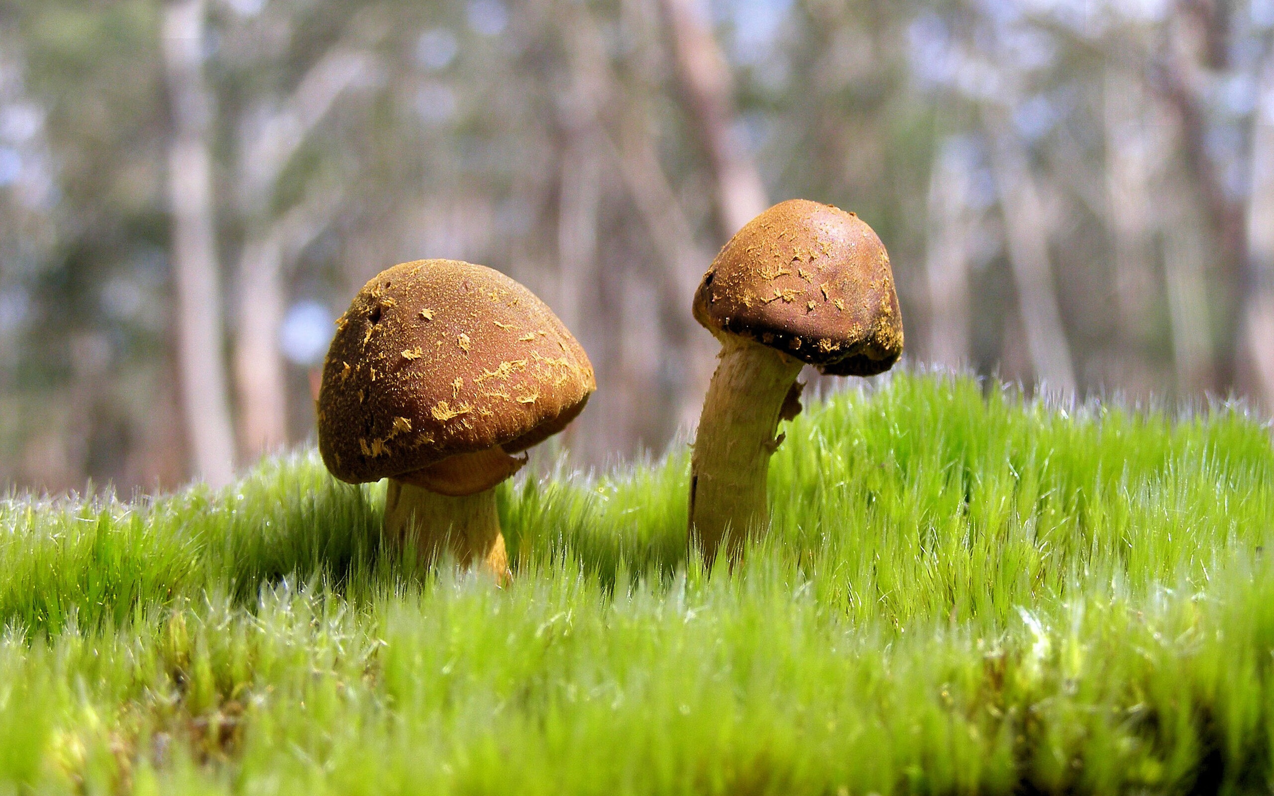 _爵士队连续三场稳定发挥，未来可期_，爵士队2020年