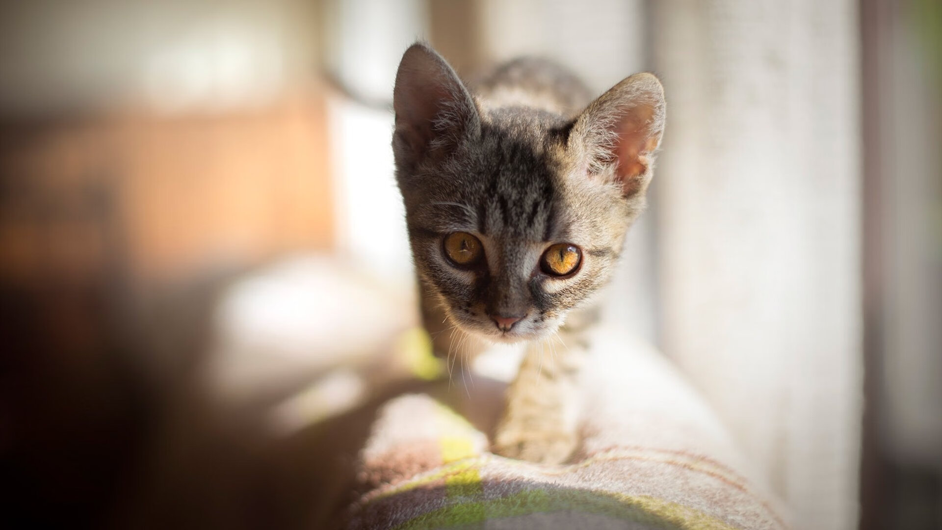 史上最震撼的“曾经的冠军”逆袭记,韩国纪录片逆袭冠军